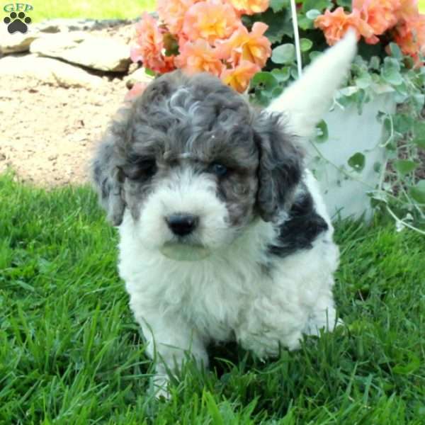Avril, Mini Sheepadoodle Puppy