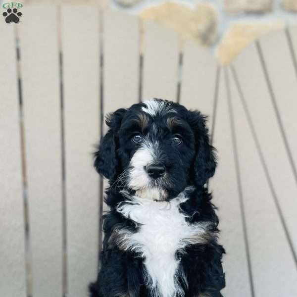 Coco, Bernedoodle Puppy