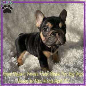 French Bulldog Puppies For Sale - Greenfield Puppies