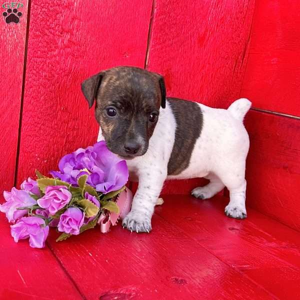 Roxy, Jack Russell Terrier Puppy