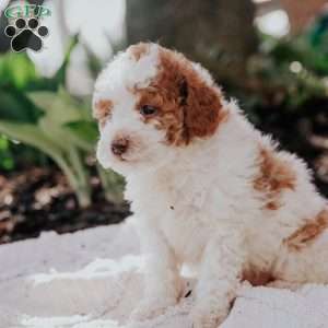 Leo, Mini Goldendoodle Puppy