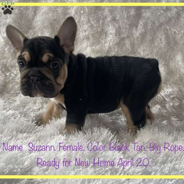 Suzann, French Bulldog Puppy