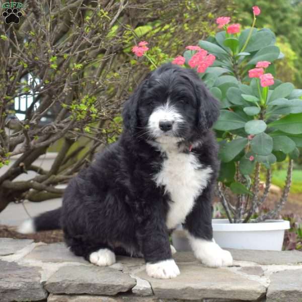 Bailey, Bernedoodle Puppy
