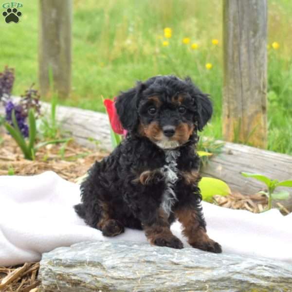 Bailey, Miniature Poodle Puppy