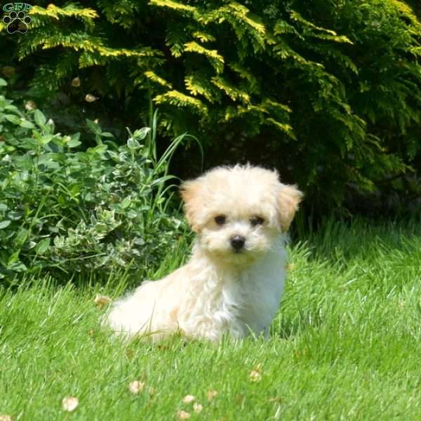 Bailey, Maltipoo Puppy
