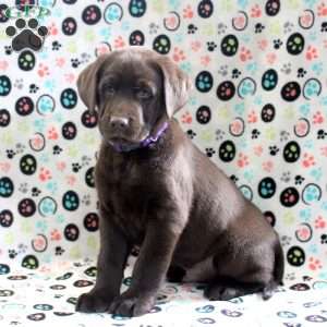 Bailey, Chocolate Labrador Retriever Puppy