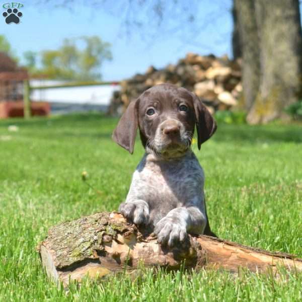 Bandit, German Shorthaired Pointer Puppy