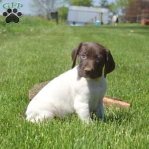 Barkley, German Shorthaired Pointer Puppy
