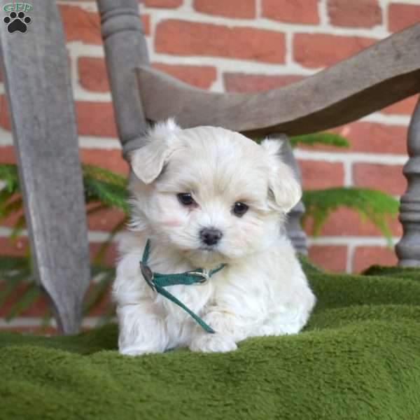 Barney, Maltipoo Puppy