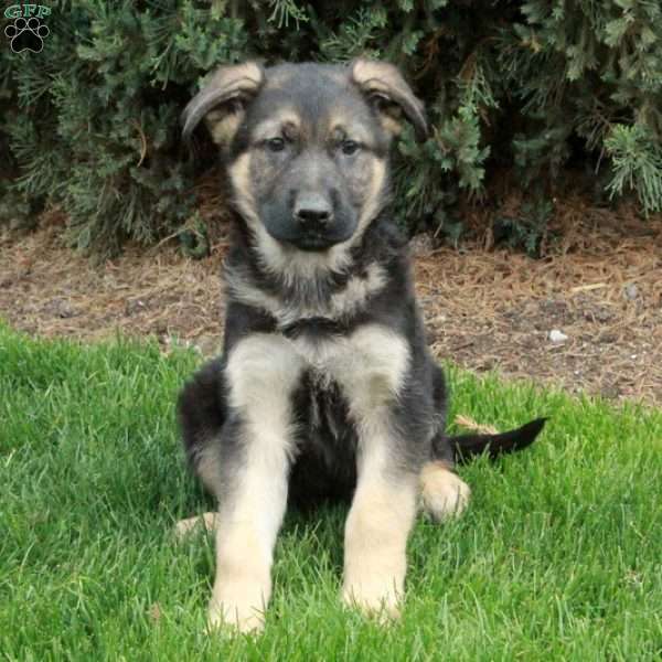 Barry, German Shepherd Puppy