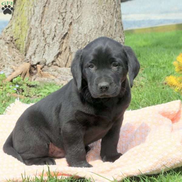Basil, Black Labrador Retriever Puppy