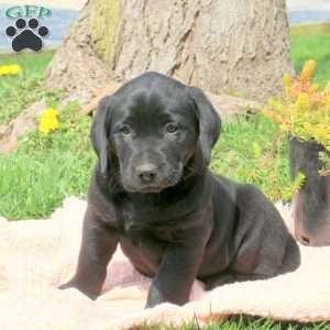 Basil, Black Labrador Retriever Puppy