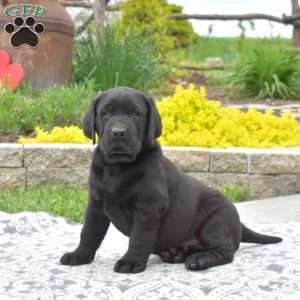 Beau, Black Labrador Retriever Puppy