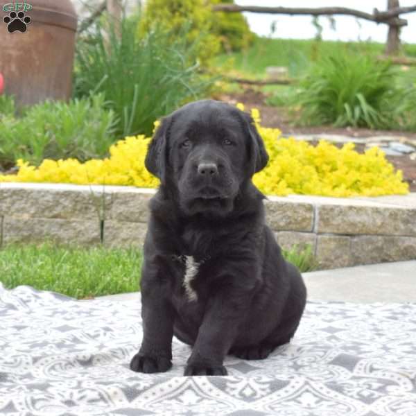 Bella, Black Labrador Retriever Puppy