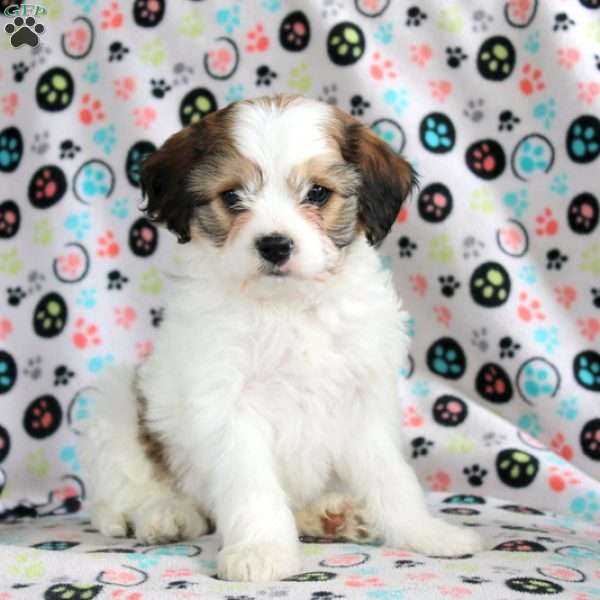 Bella, Cavachon Puppy