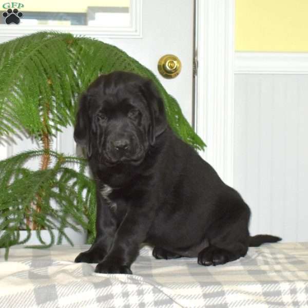 Bella, Black Labrador Retriever Puppy