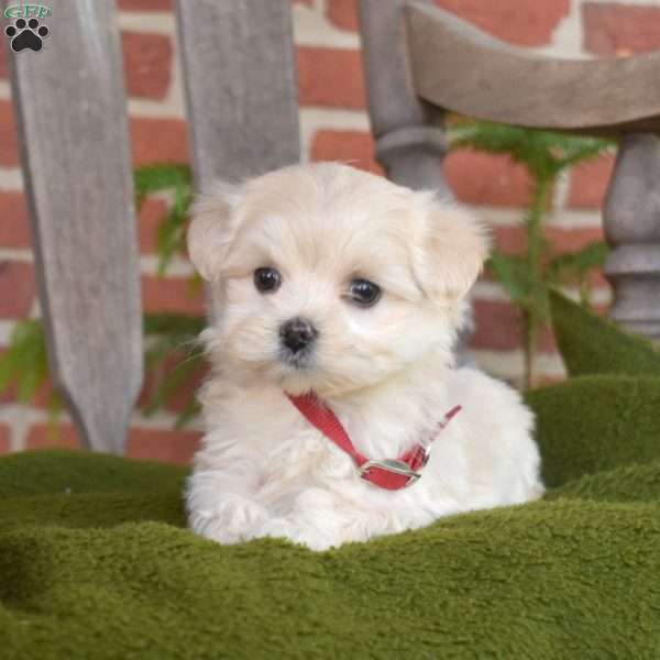 Belle, Maltipoo Puppy