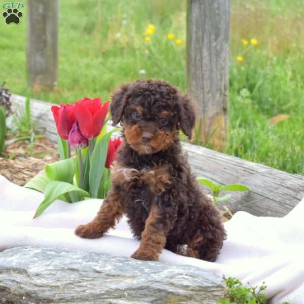 Belle, Miniature Poodle Puppy