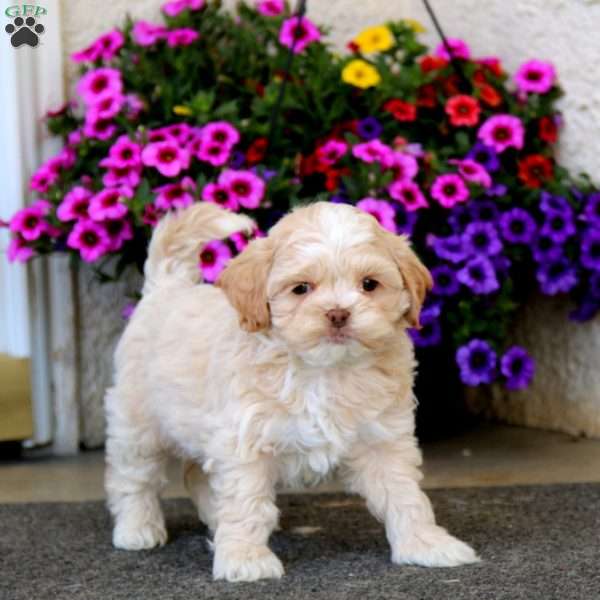 Benji, Shih-Poo Puppy