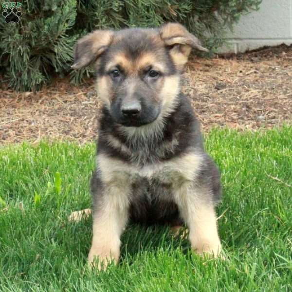 Benny, German Shepherd Puppy