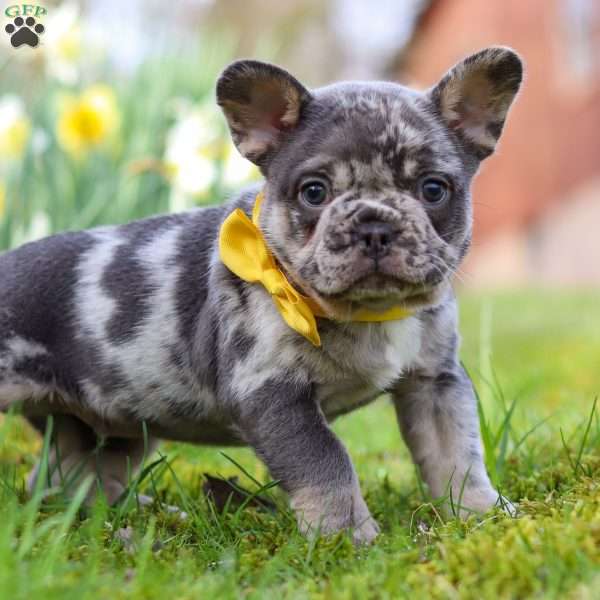 Benson, French Bulldog Puppy