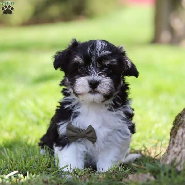 Bentley, Havanese Puppy