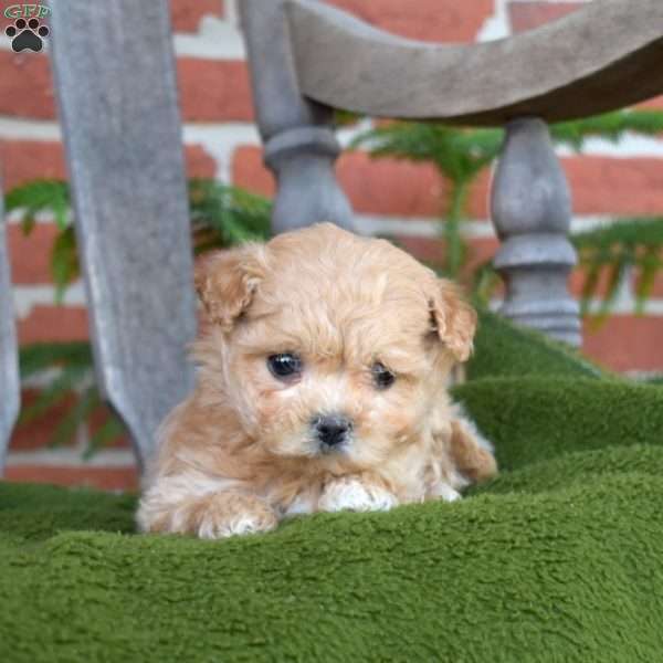 Bentley, Maltipoo Puppy