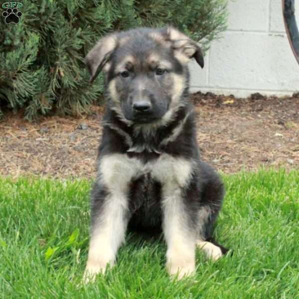 Bentley, German Shepherd Puppy