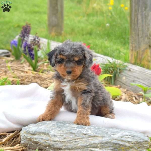 Bentley, Miniature Poodle Puppy