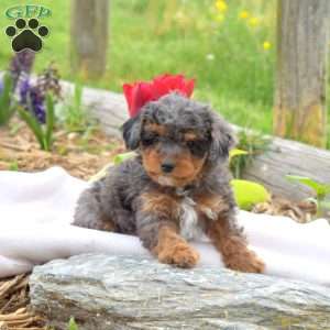 Bentley, Miniature Poodle Puppy