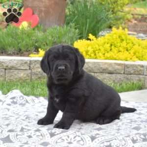 Berry, Black Labrador Retriever Puppy