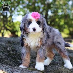 Betsy, Mini Bernedoodle Puppy