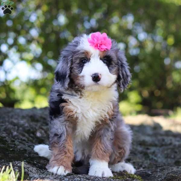 Betsy, Mini Bernedoodle Puppy