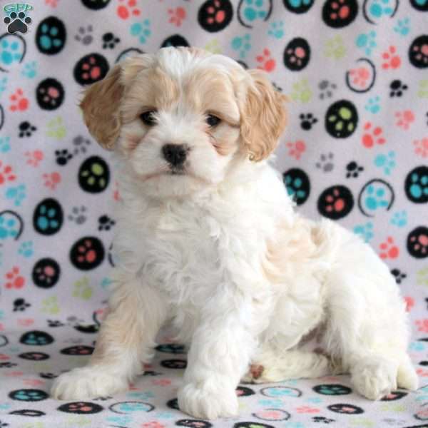 Betty, Cavachon Puppy