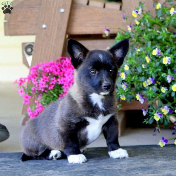 Beulah, Welsh Corgi Mix Puppy