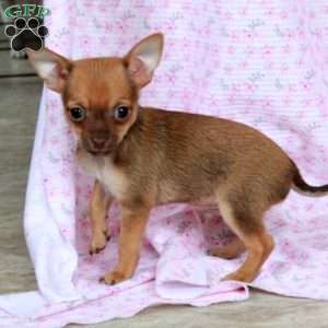 Bill, Chihuahua Puppy