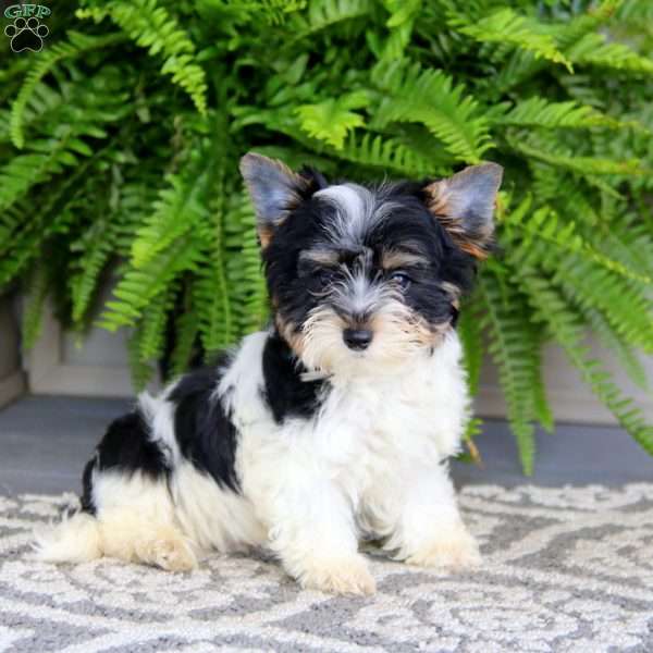 Blake-Biewer, Yorkie Puppy