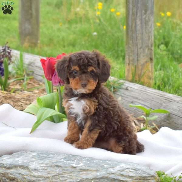 Blossom, Miniature Poodle Puppy