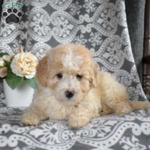 Blossom, Mini Bernedoodle Puppy