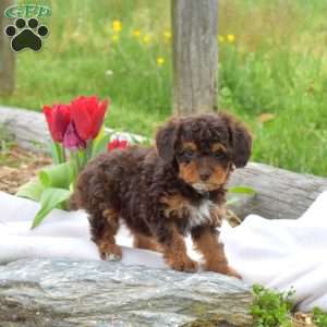 Blossom, Miniature Poodle Puppy