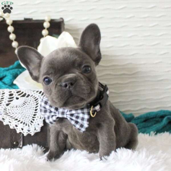 Blue Waters, French Bulldog Puppy