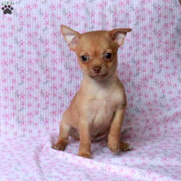 Bob, Chihuahua Puppy