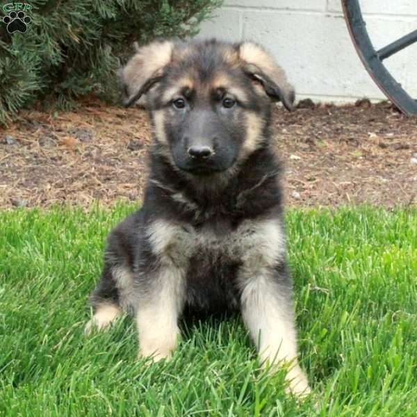Bonnie, German Shepherd Puppy