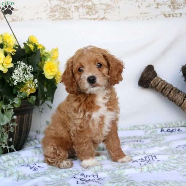 Bonnie, Cockapoo Puppy