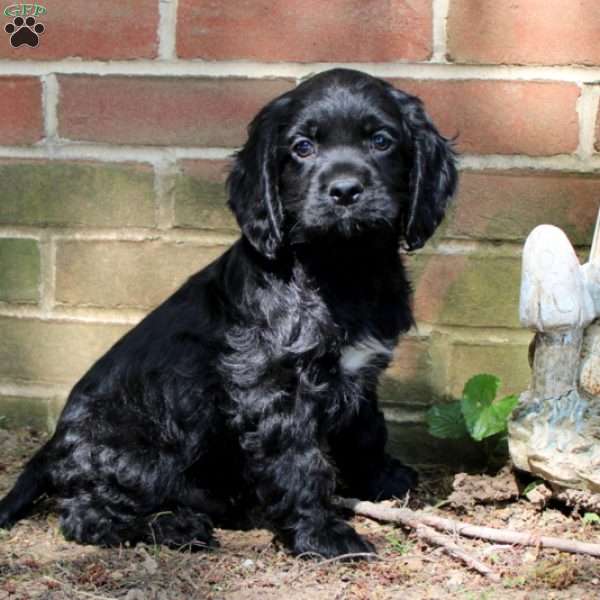 Boots, Cocker Spaniel Puppy