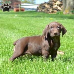 Boots, German Shorthaired Pointer Puppy