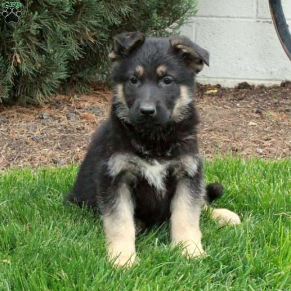 Bradley, German Shepherd Puppy