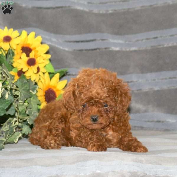 Braxton, Miniature Poodle Puppy
