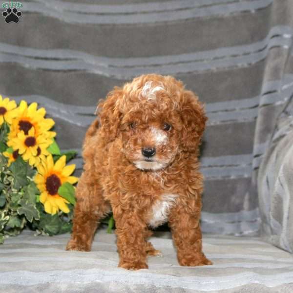 Brody, Miniature Poodle Puppy