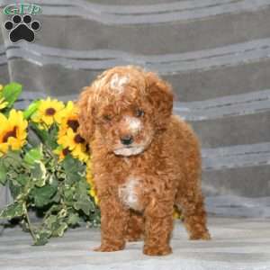 Brody-RESERVED, Miniature Poodle Puppy